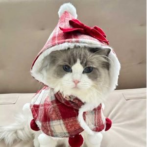 cat clothes 1